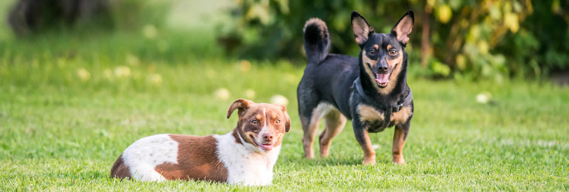Pet boarding and daycare services offered in Bismarck, ND